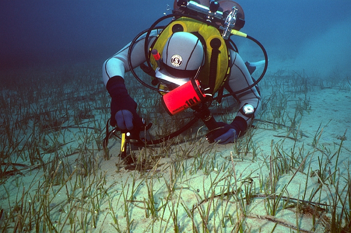 19 Zostera.jpg - La Zostera, simile alla Posidonia, ha ciufi radi.
 
 
